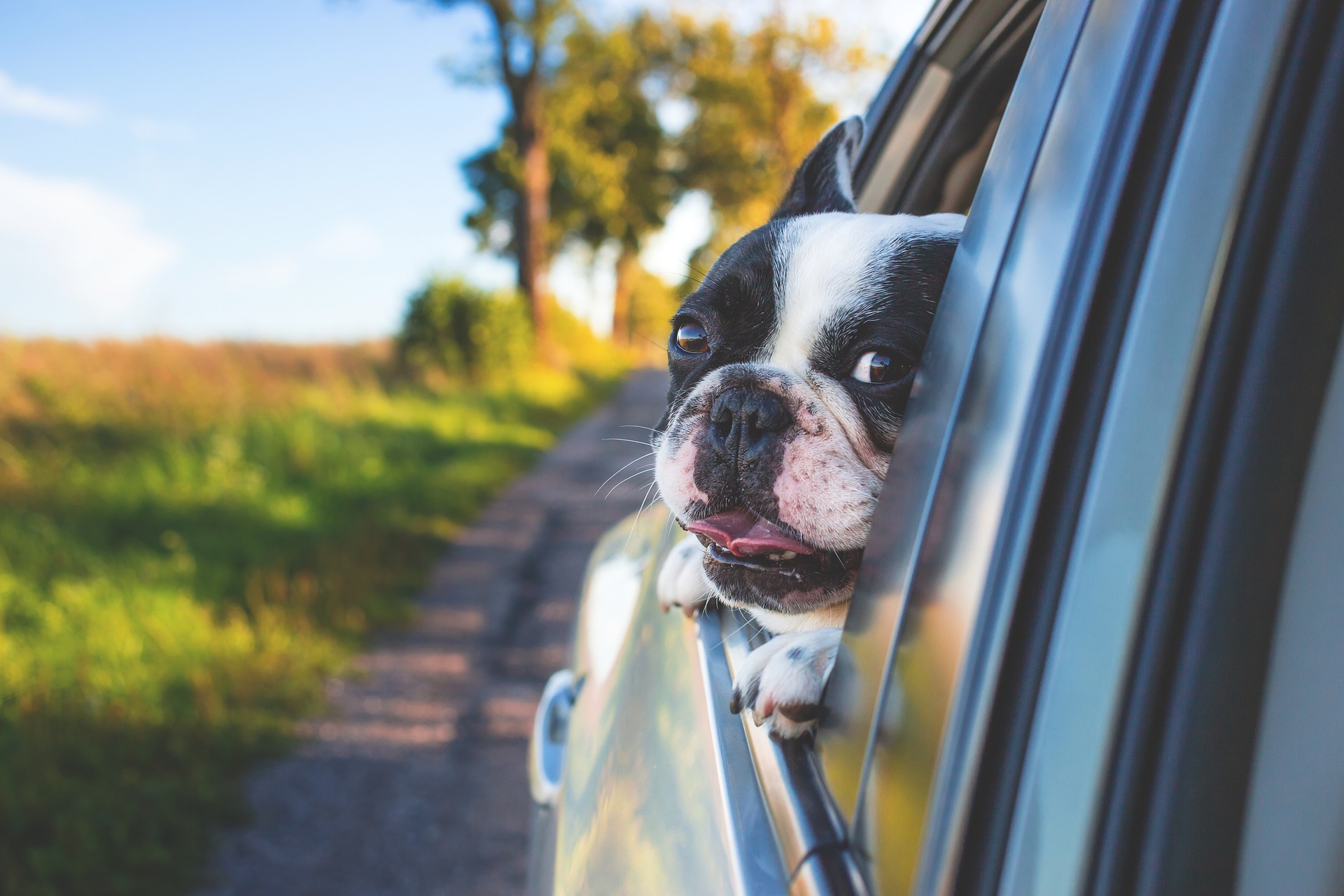 Dog car